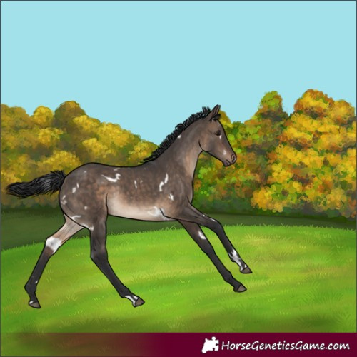 Horse Color:White Spotted Brown Dun Rabicano