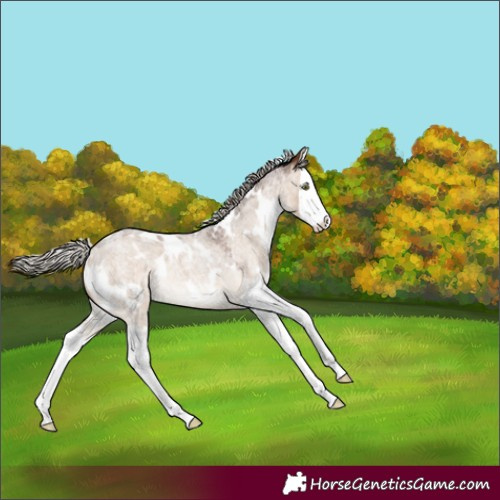 Horse Color:White Spotted Silver Brown Roan Dun Splash
