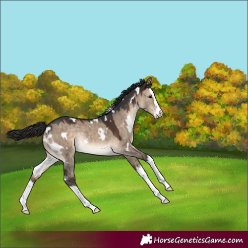 Horse Color:White Spotted Brown Dun Splash Rabicano