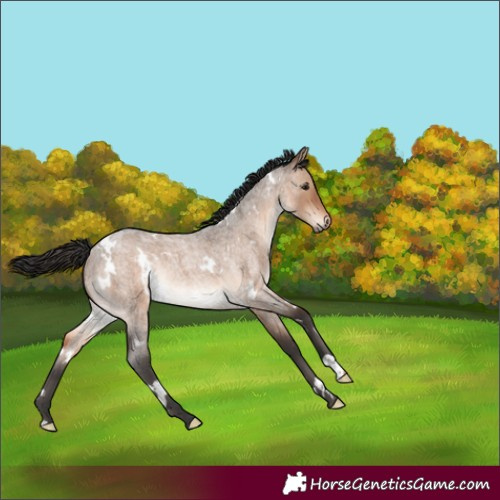 Horse Color:White Spotted Brown Roan Dun Rabicano