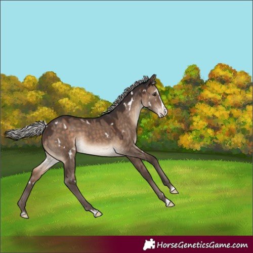 Horse Color:White Spotted Silver Brown Dun Splash Rabicano 