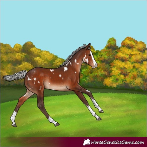 Horse Color:White Spotted Silver Brown Splash Rabicano