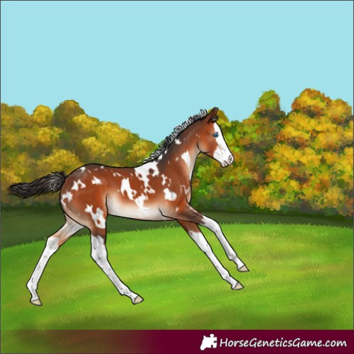 Horse Color:White Spotted Bay Splash 