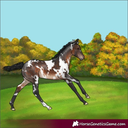 Horse Color:White Spotted Brown