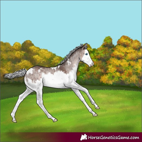 Horse Color:Platinum White Spotted Silver Bay Dun Splash Brindle 