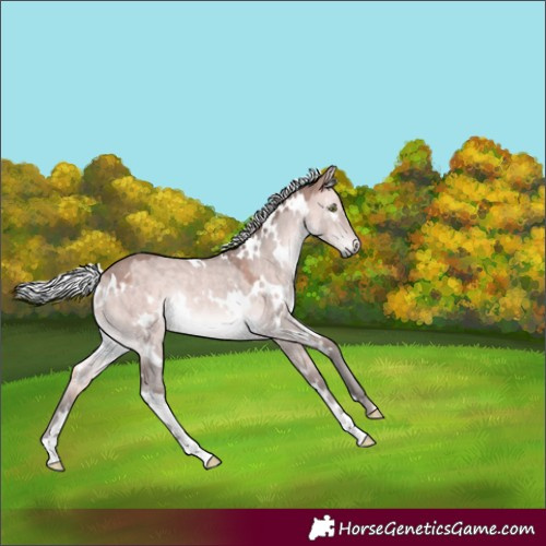 Horse Color:Platinum White Spotted Silver Bay Dun Rabicano