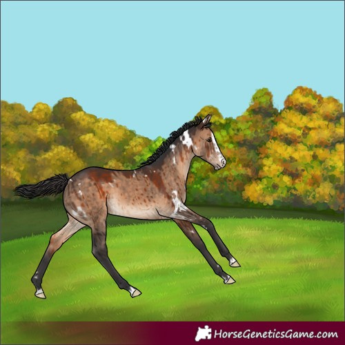 Horse Color:White Spotted Brown Dun Splash Brindle 