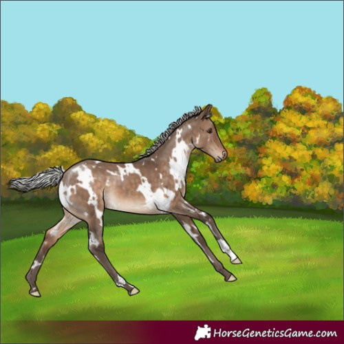 Horse Color:White Spotted Silver Brown Dun