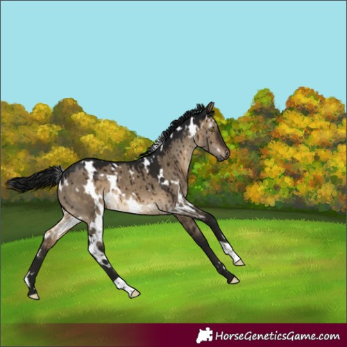 Horse Color:Gray White Spotted Brown Dun Brindle 