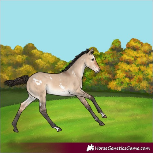 Horse Color:White Spotted Bay Dun Rabicano