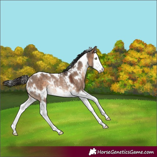 Horse Color:White Spotted Bay Dun Splash Rabicano 