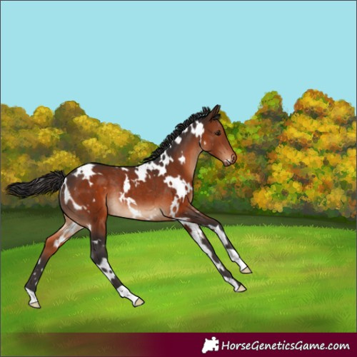 Horse Color:White Spotted Brown Rabicano 