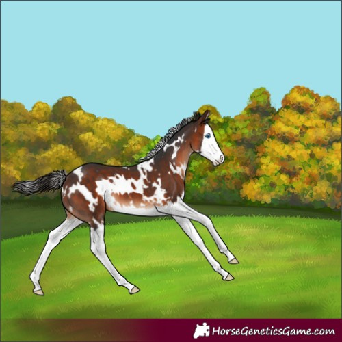 Horse Color:White Spotted Bay Splash