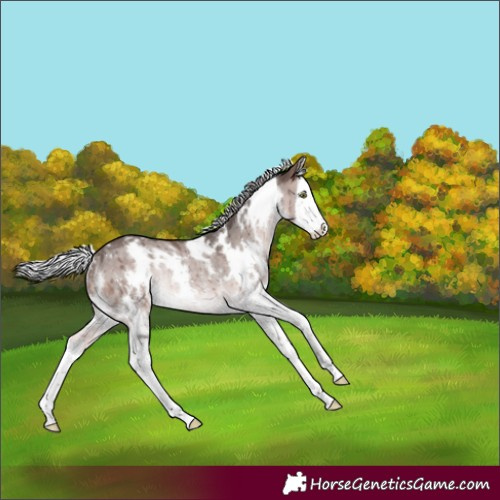 Horse Color:Platinum White Spotted Silver Brown Dun Sabino Splash Rabicano Brindle
