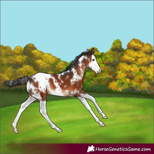 Horse Color:White Spotted Brown Splash 