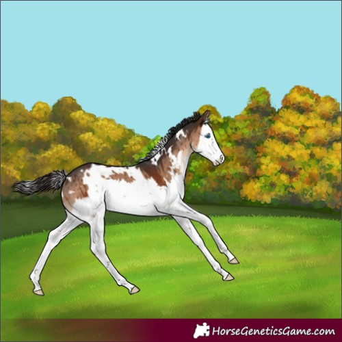 Horse Color:White Spotted Brown Dun Splash Brindle 