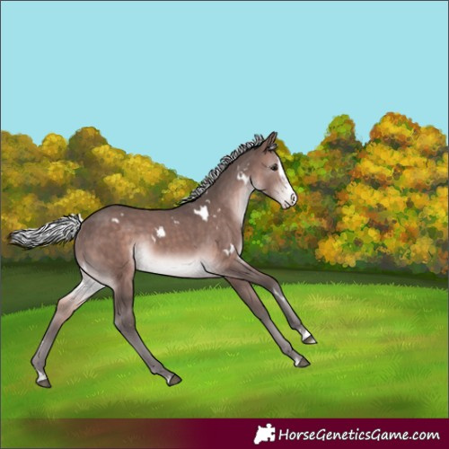 Horse Color:Platinum White Spotted Silver Brown Splash Rabicano