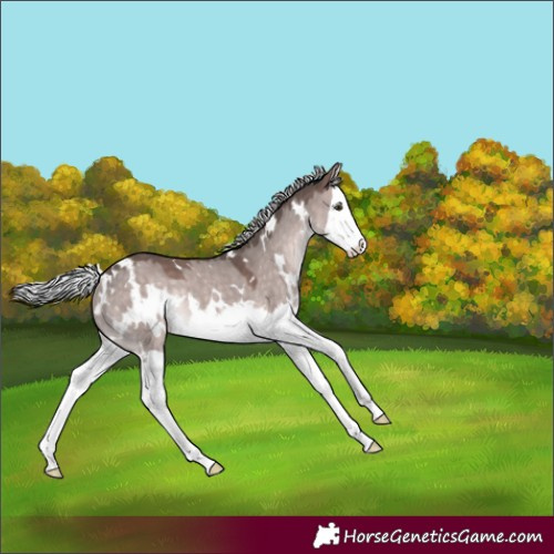 Horse Color:Platinum White Spotted Silver Brown Dun Splash Rabicano