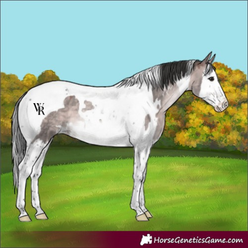 Horse Color:Platinum White Spotted Bay Dun Splash Tobiano Rabicano