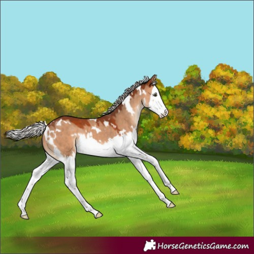 Horse Color:White Spotted Silver Brown Dun Splash Rabicano 