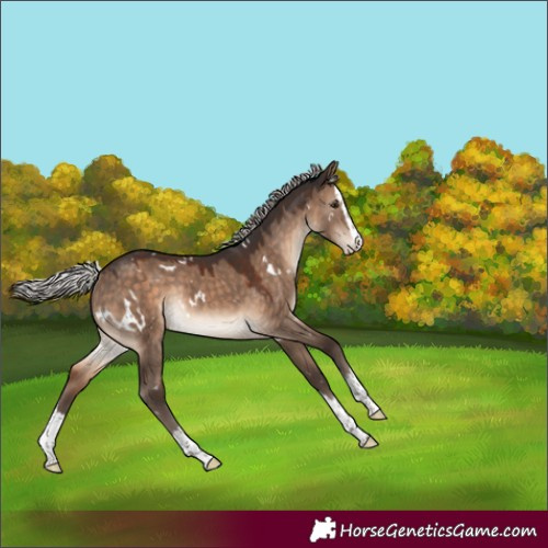 Horse Color:White Spotted Silver Brown Dun Splash Rabicano