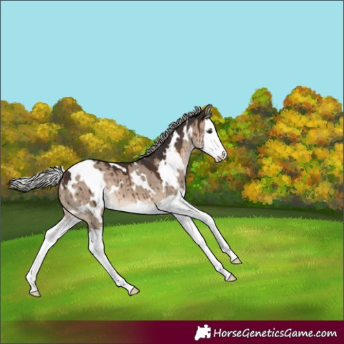 Horse Color:White Spotted Silver Brown Dun Splash Brindle