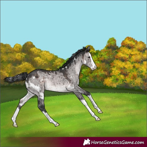 Horse Color:Platinum White Spotted Brown Dun Splash Brindle