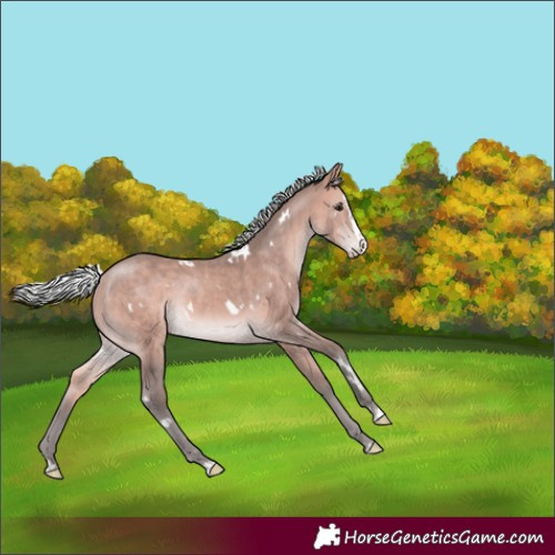 Horse Color:Platinum White Spotted Silver Bay Splash Rabicano 