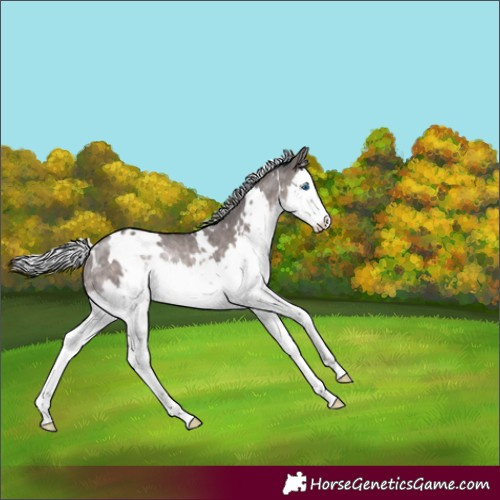 Horse Color:Platinum White Spotted Silver Brown Dun Splash Rabicano 