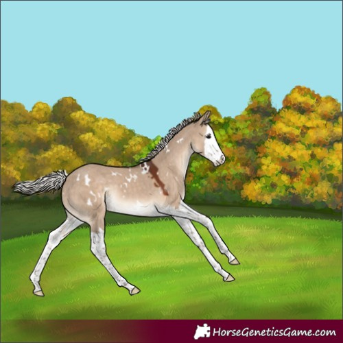 Horse Color:White Spotted Silver Brown Dun Splash Rabicano 