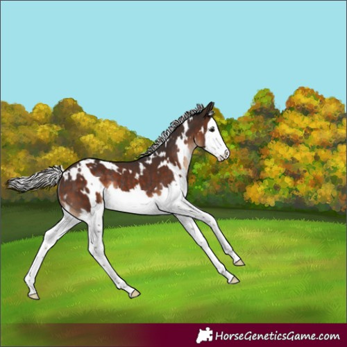 Horse Color:White Spotted Silver Brown Splash Rabicano 