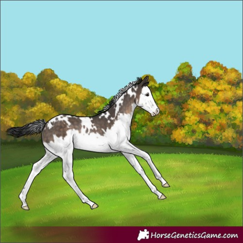 Horse Color:White Spotted Brown Dun Splash Rabicano