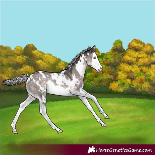 Horse Color:Platinum White Spotted Silver Brown Dun Splash Rabicano
