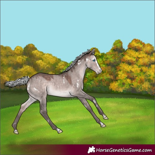 Horse Color:Platinum White Spotted Silver Brown Dun Splash Rabicano