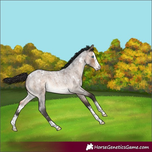 Horse Color:White Spotted Brown Roan Dun Splash Rabicano