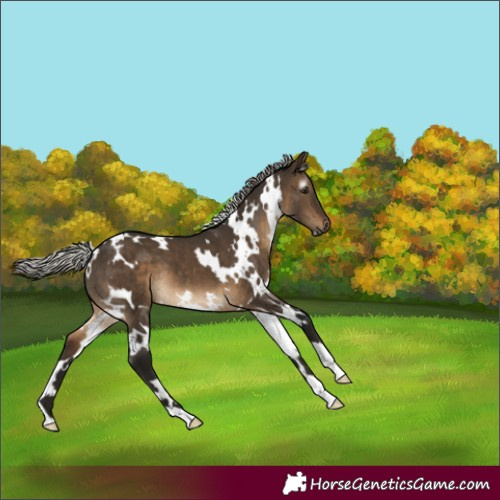 Horse Color:Gray White Spotted Silver Brown Dun