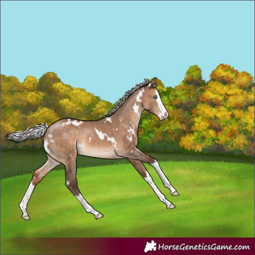 Horse Color:White Spotted Silver Brown Dun Splash 
