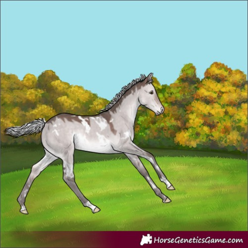 Horse Color:Platinum White Spotted Silver Bay Dun Rabicano 