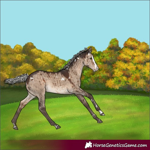 Horse Color:White Spotted Silver Brown Dun Splash Rabicano Brindle