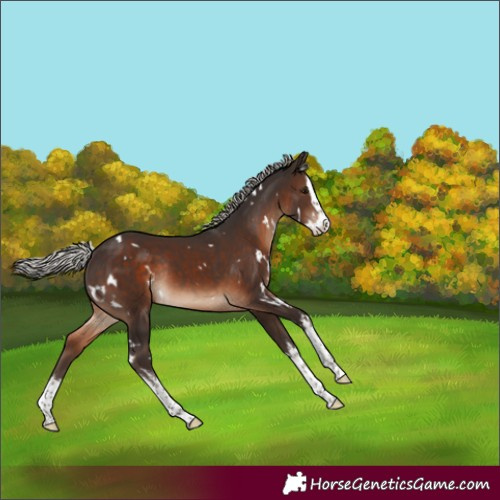 Horse Color:White Spotted Silver Brown Splash Rabicano 