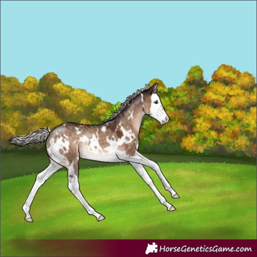Horse Color:White Spotted Silver Brown Dun Splash Rabicano 