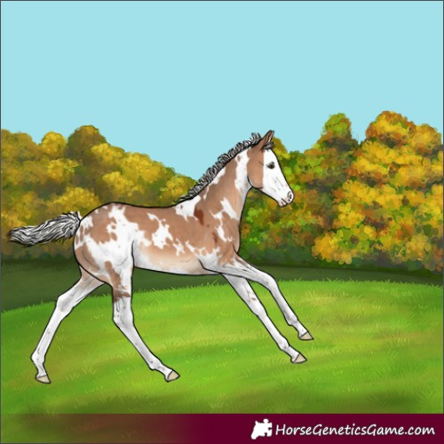 Horse Color:White Spotted Silver Brown Dun Splash 