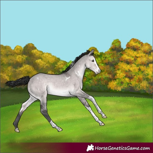 Horse Color:Platinum White Spotted Brown Dun Splash Tobiano Rabicano 