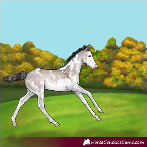 Horse Color:Platinum White Spotted Bay Dun Splash Rabicano