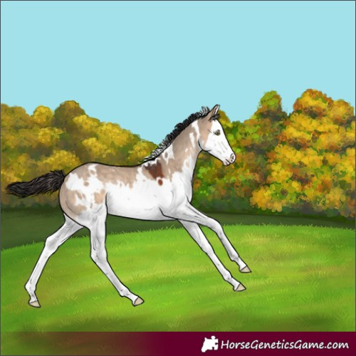 Horse Color:White Spotted Bay Dun Splash Rabicano 