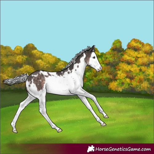Horse Color:Platinum White Spotted Silver Brown Splash Rabicano