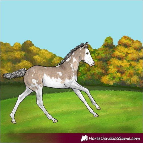 Horse Color:White Spotted Silver Brown Dun Splash Rabicano 