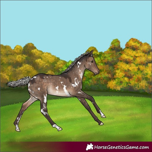 Horse Color:White Spotted Silver Brown Dun Rabicano 