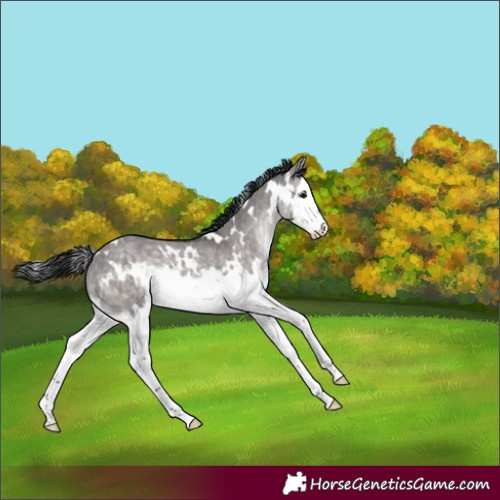 Horse Color:Platinum White Spotted Brown Dun Splash Rabicano 