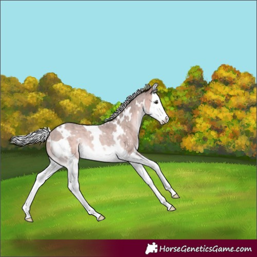 Horse Color:Platinum White Spotted Silver Brown Roan Splash Rabicano 